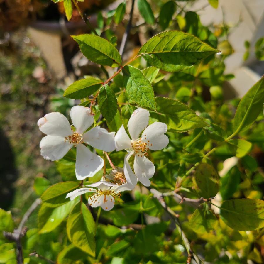 白砂灣藍海之丘blue Ocean Hill Bed & Breakfast Heng-ch'un Eksteriør bilde